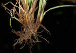 Limestone meadow sedge